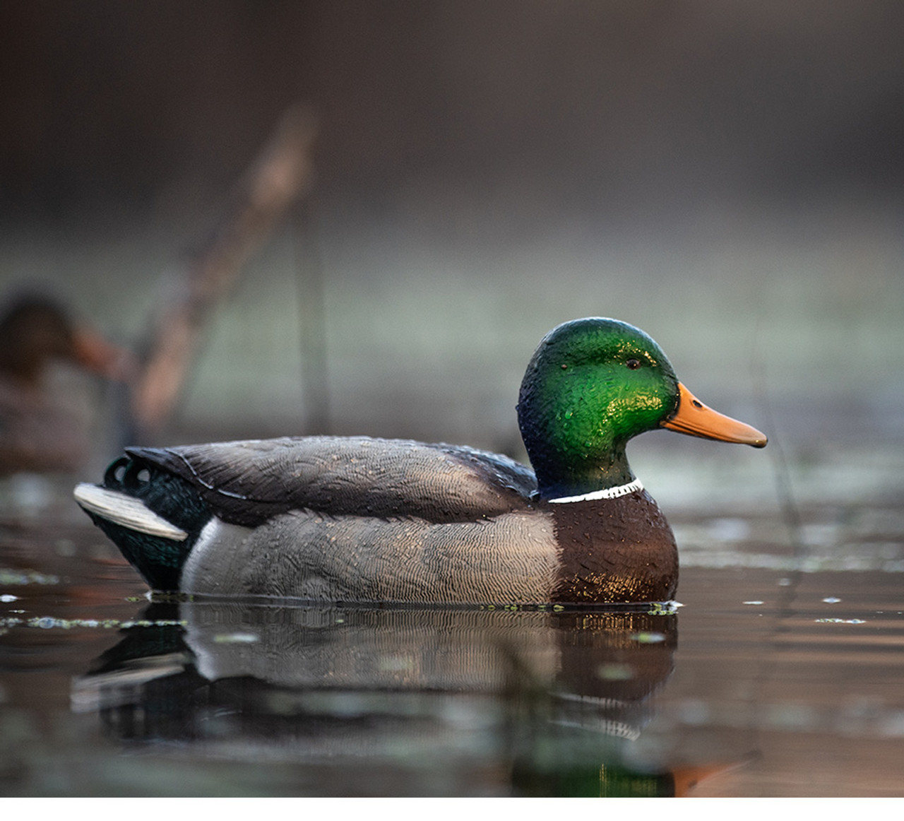 Avian-X Fusion Mallards - Image 2