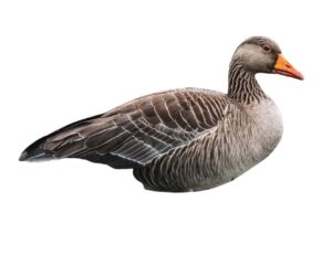 Final Approach Last Pass Greylag Silhouette Decoy